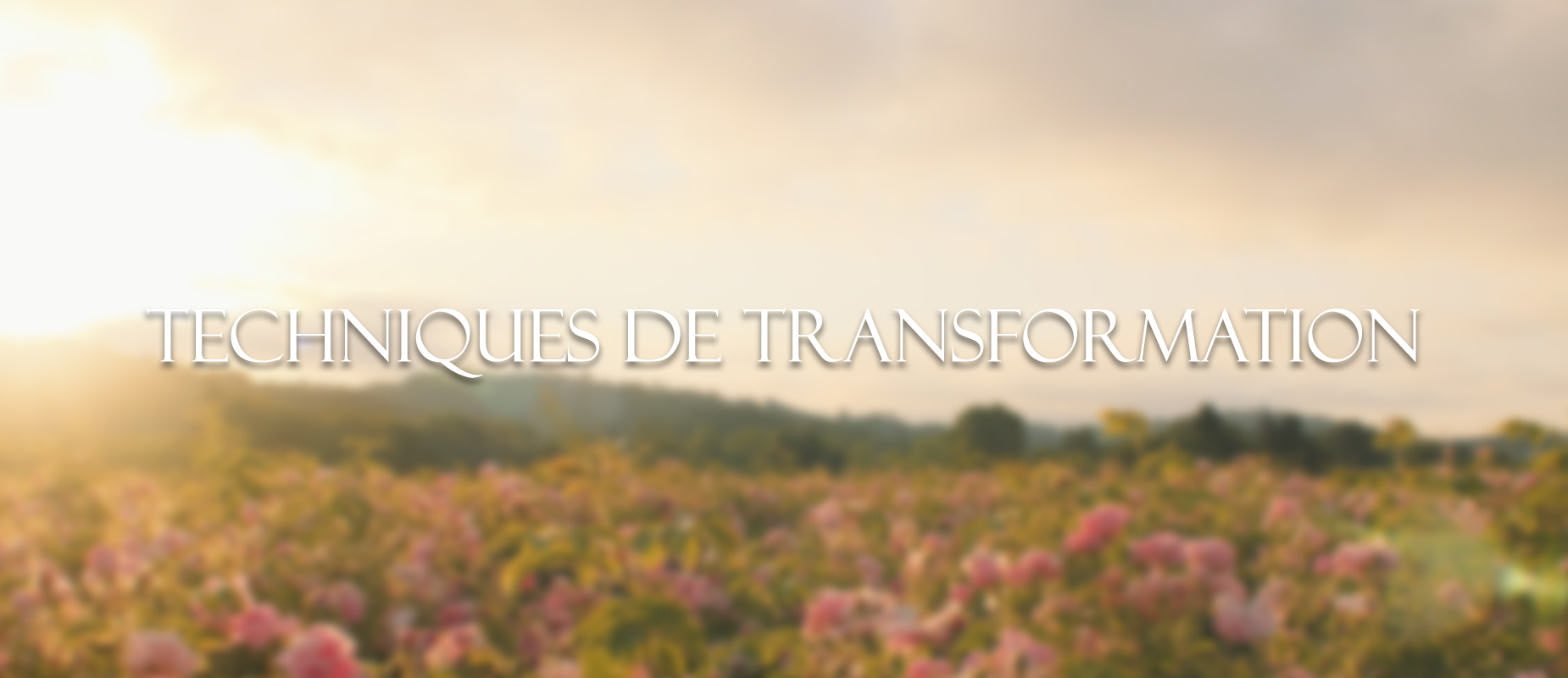 Fleure d'oranger